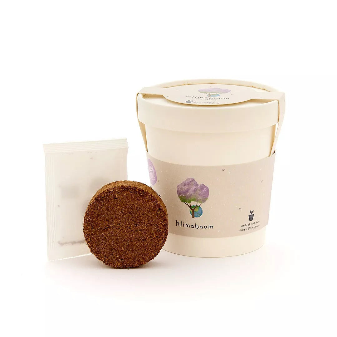 Klimabaum im Becher