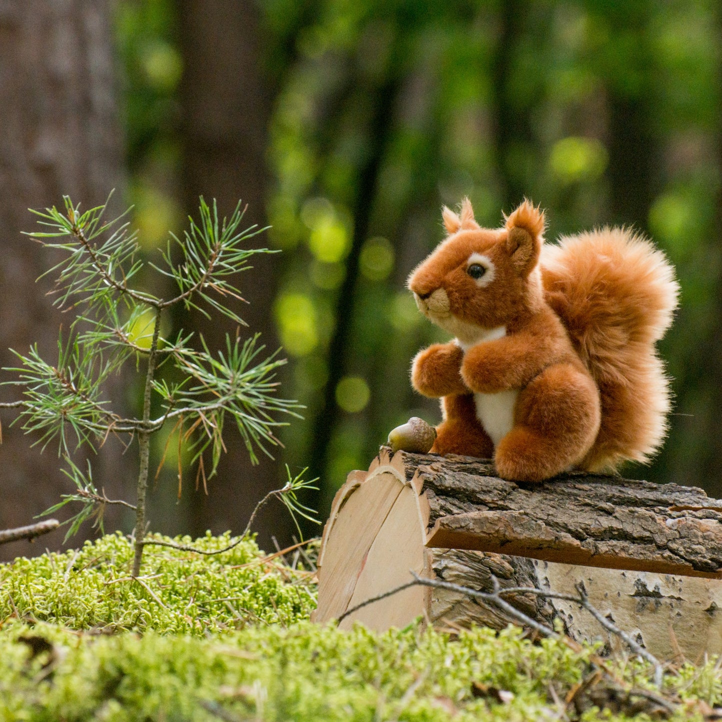 Eichhörnchen