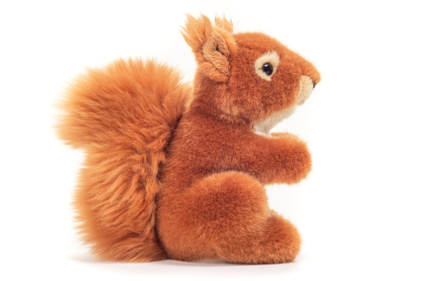 Eichhörnchen